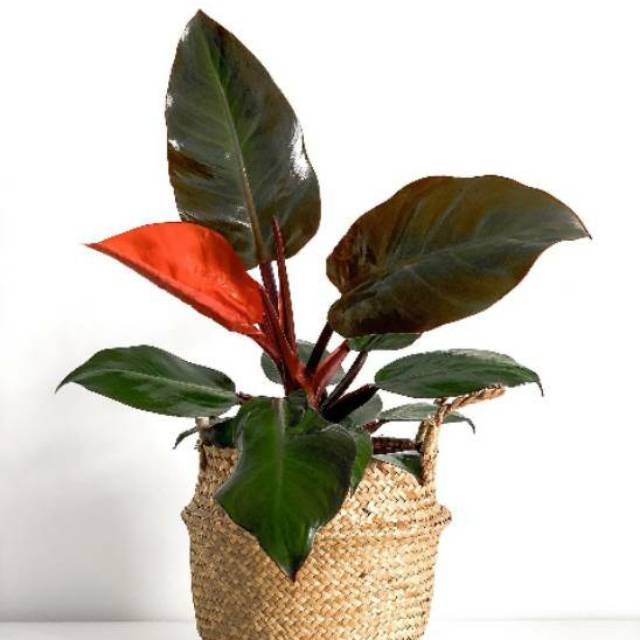 Tanaman hias philodendron imperial red