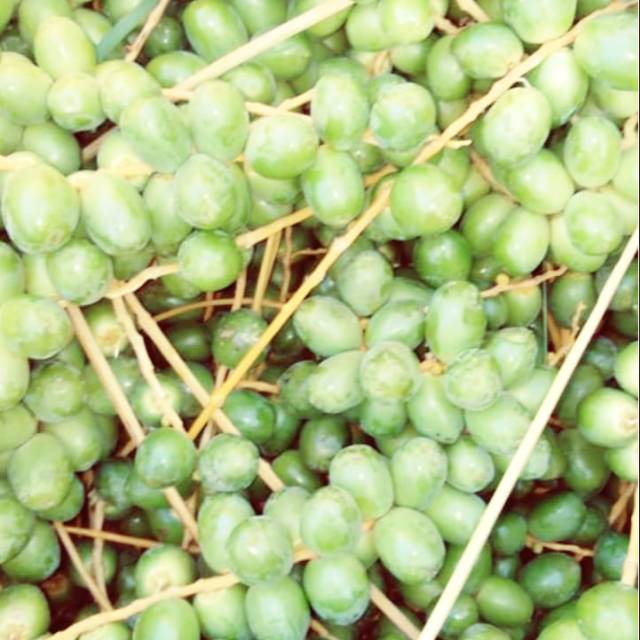 

Kurma muda hijau