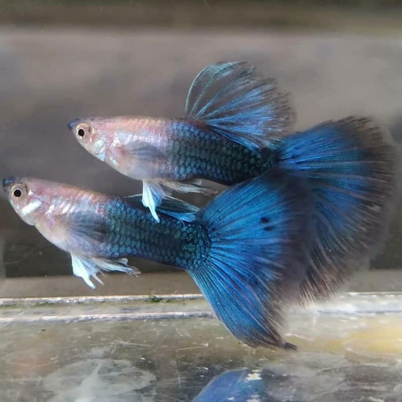 

Ikan guppy hb blue