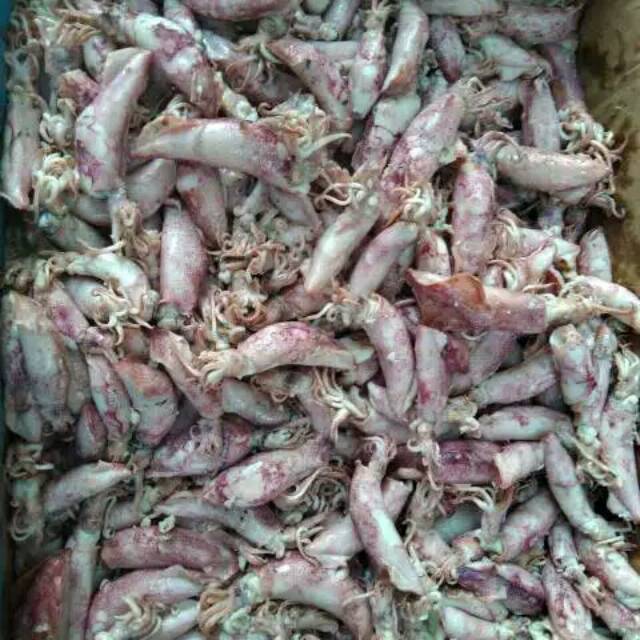 

Cumi asin Lombok UK 10cm, 1Kg