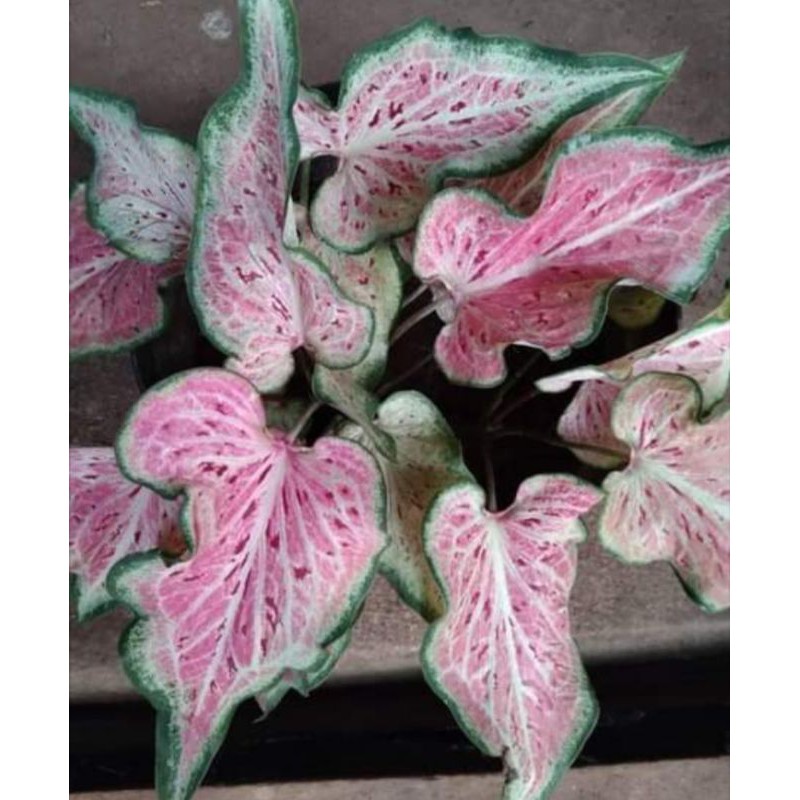Keladi Pink Ratana