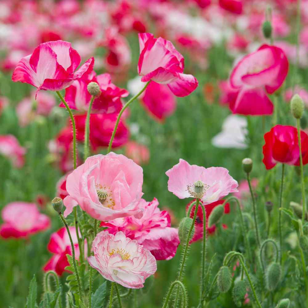 PlantaSeed - 150 Seeds - Shirley Poppy Double Mix Biji Bunga - PAS0209