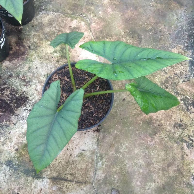 alocasia bisma