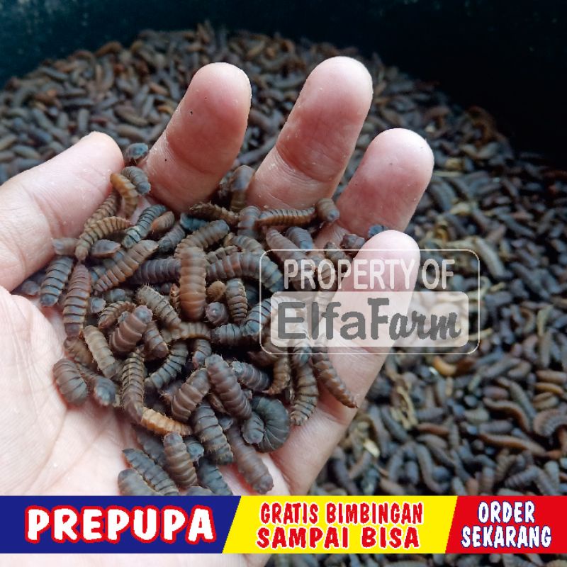 prepupa bsf kualitas terbaik