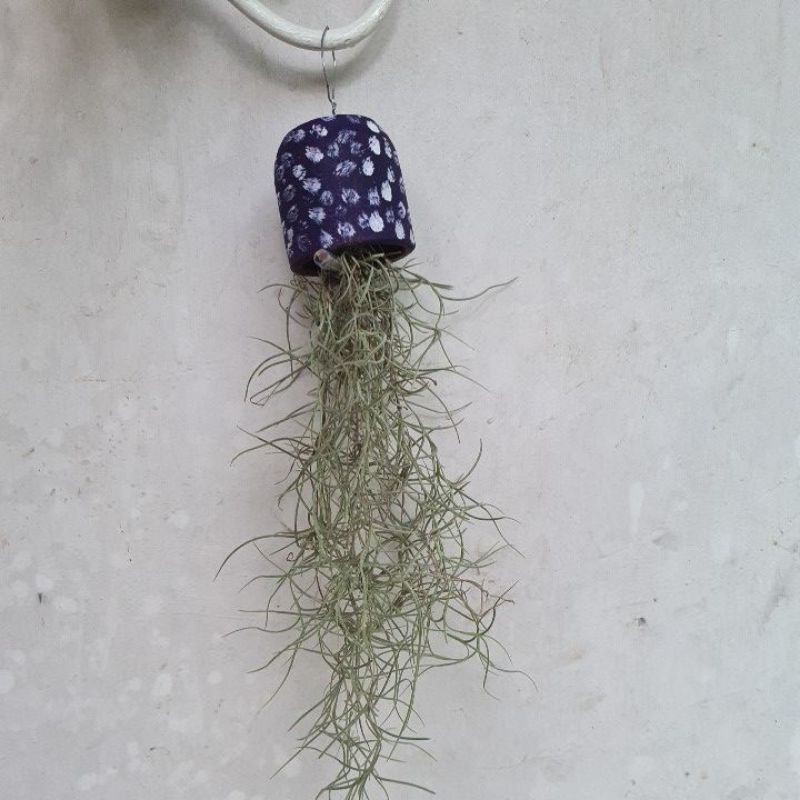 tanaman janggut musa