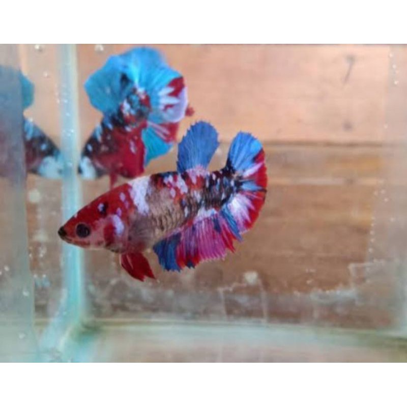 cupang nemo koi galaxy