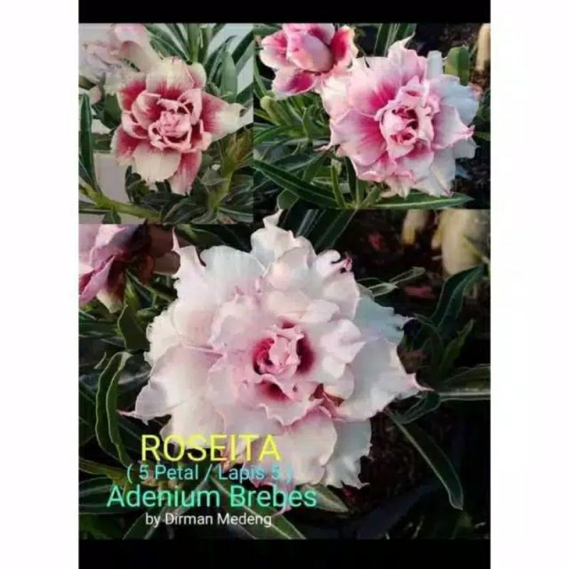 

adenium Kamboja Roseita (bibit)