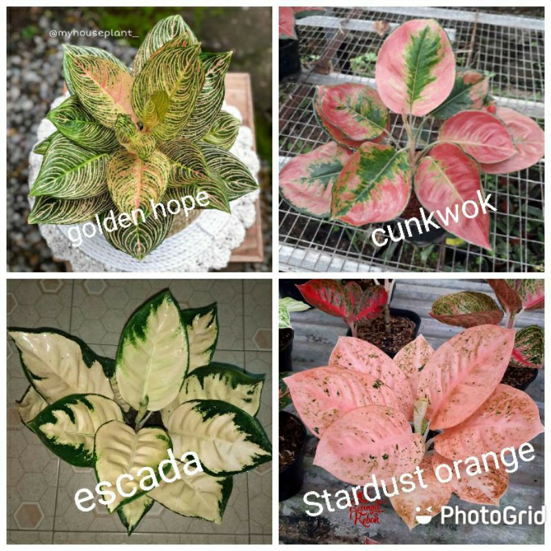 paket 8bonggol aglonema peromo