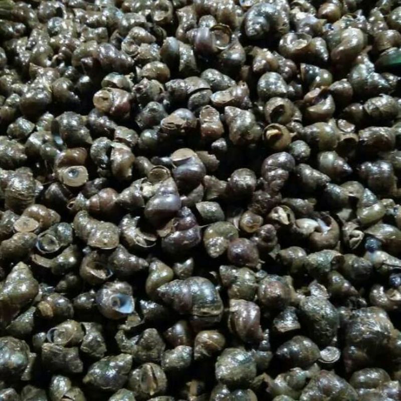 

1 kg Tutut sawah siput ciput kraca kreco fresh hidup