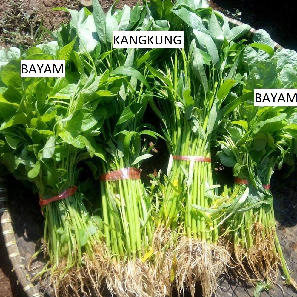 

Bayam & Kankung Per Ikat