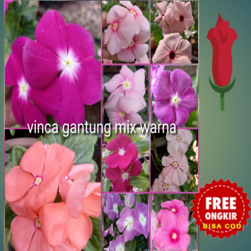 Benih vinca mix warna type juntai.vinca.bunga vinca juntai.benih vinca.vinca juntai.bunga vinca.biji