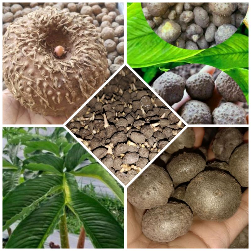 buah porang / katak porang mini 1kg