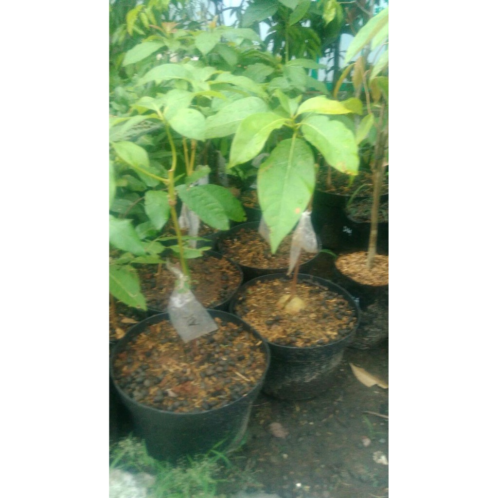 Rr Bibit Apokat Miki Tahan Ulat