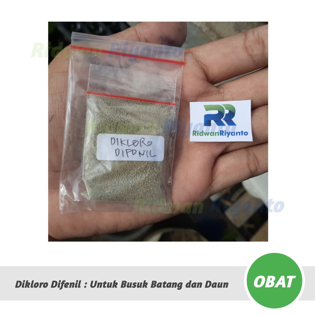 OBAT Cabai DIKLORO DIFENIL Untuk Busuk Batang dan Daun