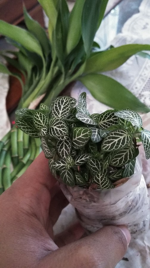 Tanaman Fittonia Albivenis Garis Putih Ukuran Kecil