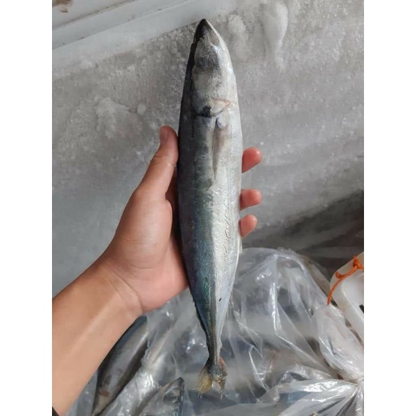 

IKAN JAJAMBEAN