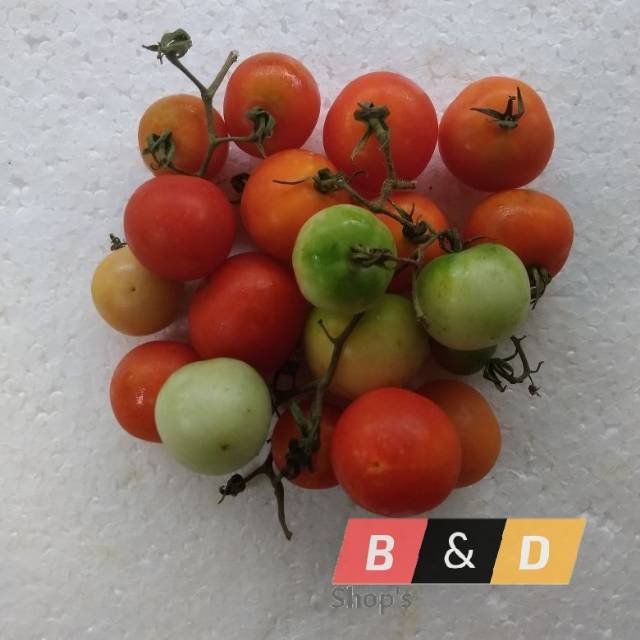 

Buah Tomat Rampai Khas Lampung Netto 1 Kg.