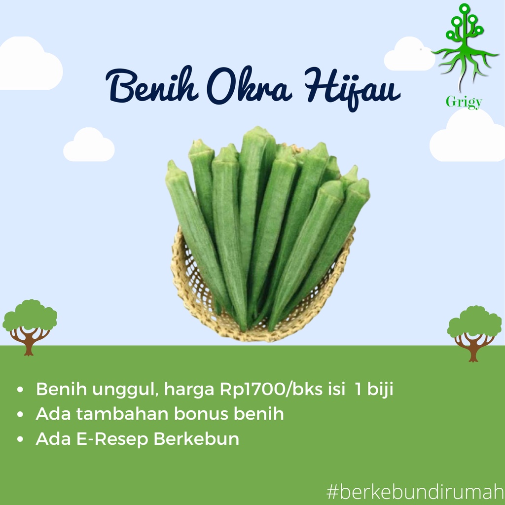 BIJI OKRA HIJAU, BENIH OKRA HIJAU, BENIH OKRA, BIJI OKRA