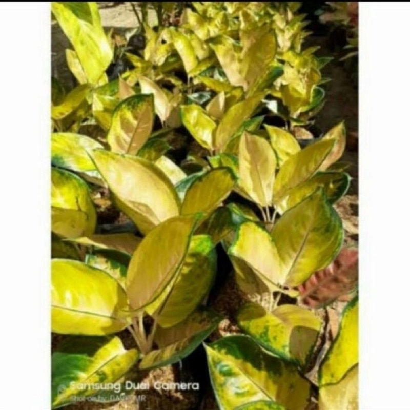 Terlaris bibit anakan aglonema sultan brunei new 1-2 daun Murah Tersedia Juga Bibit Bunga Harga Mura