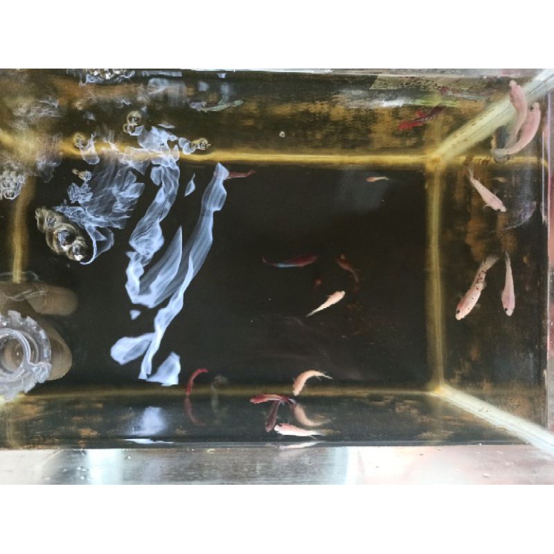 cupang plakat,koi,nemo radom