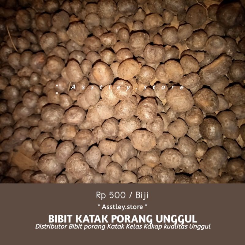 Bibit Katak Porang Mini Kualitas Dorman Super Murah