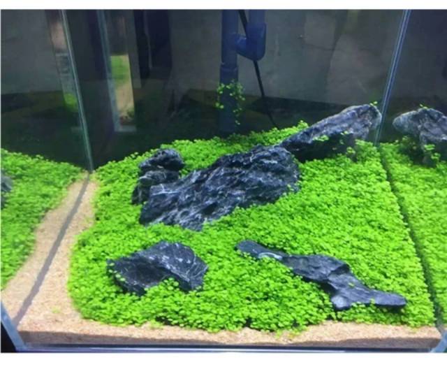 Biji Benih Bibit Rumput Tanaman Aquascape Carpet Seed Benih Bibit Rumput Aquarium