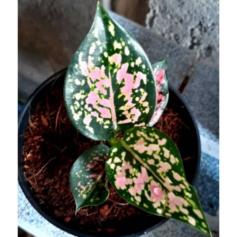 Tanaman Hias/Aglonema komkom orange