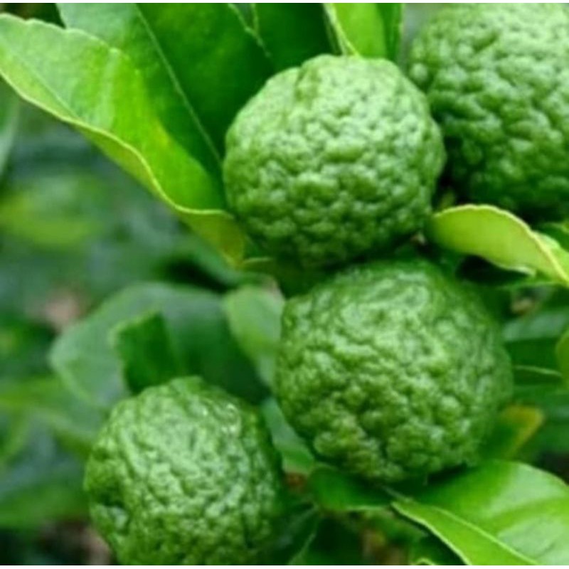Pohon jeruk purut bibit pohon jeruk purut