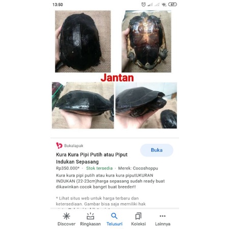 kura kura piput indukan size 20cm