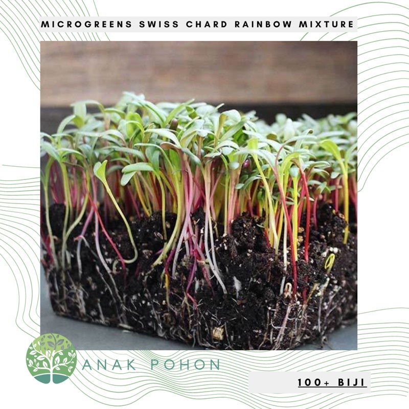 Benih Bibit Biji - Microgreens Swiss Chard Rainbow (Panen dalam 16-21 hari) Sprouting Seeds - IMPORT