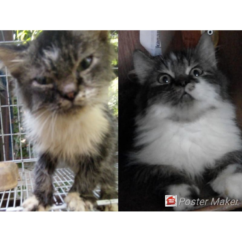 Vitamin kucing F1 bulu, Kontraksi kehamilan,tulang dll