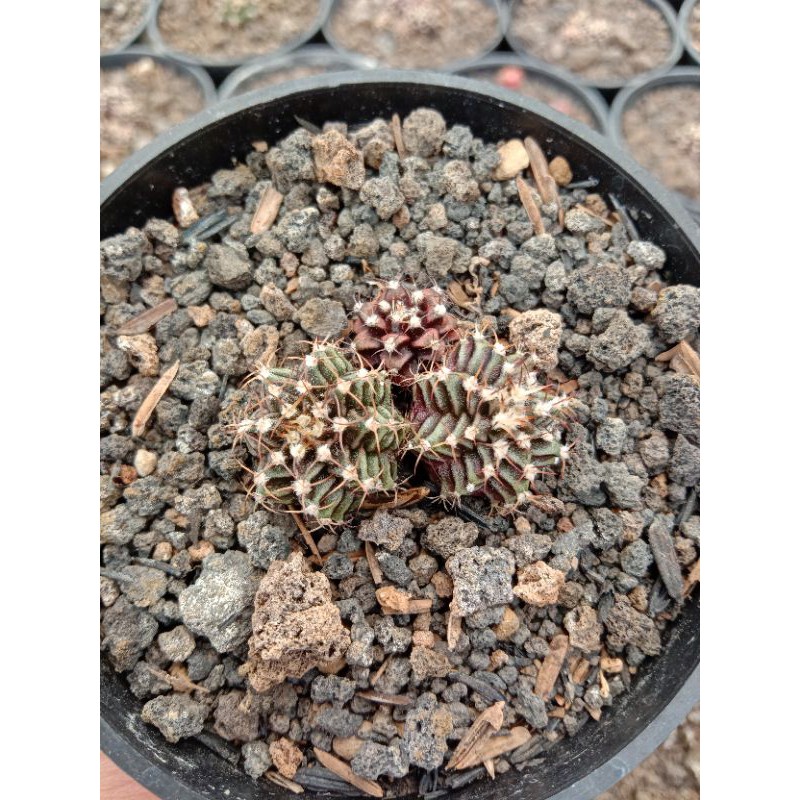 kaktus gymno dari biji