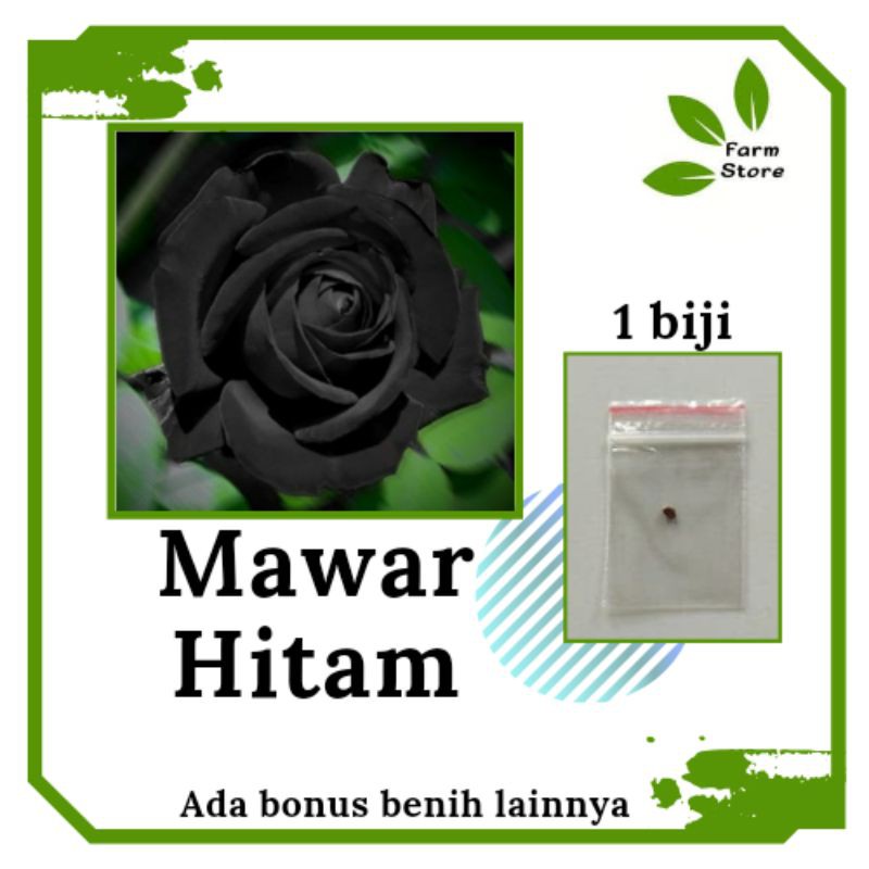 Biji Benih Bunga Mawar Hitam (Black Rose)