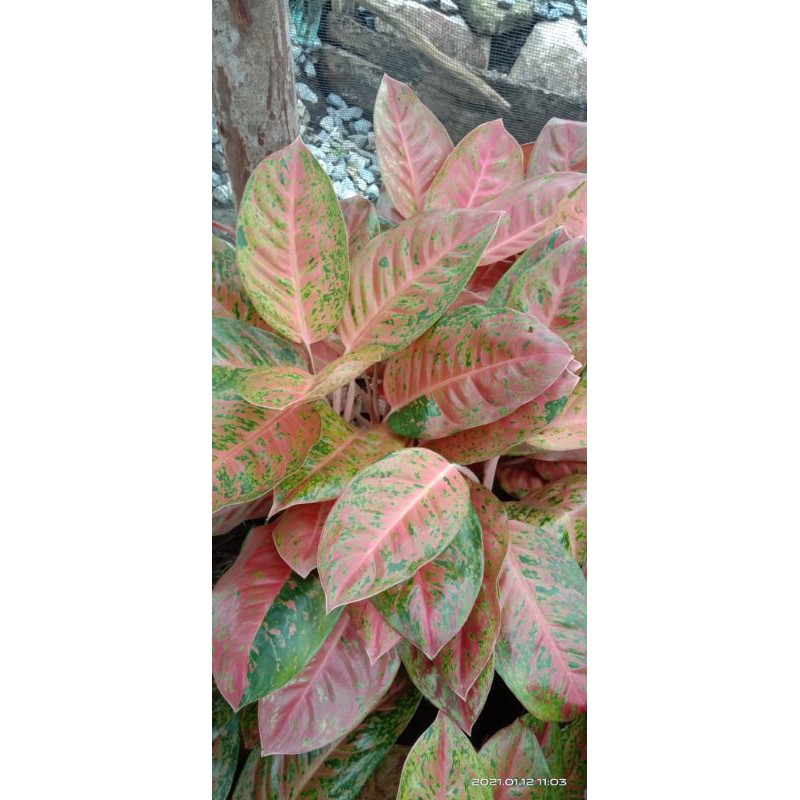 aglonema bigroy mutasi