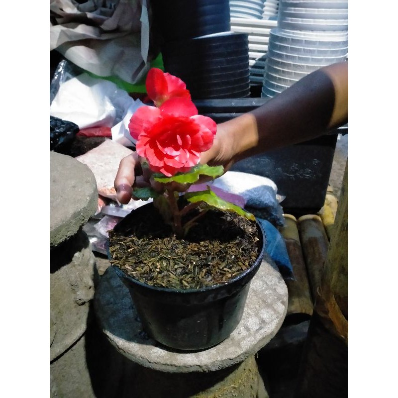 Begonia MAWAR