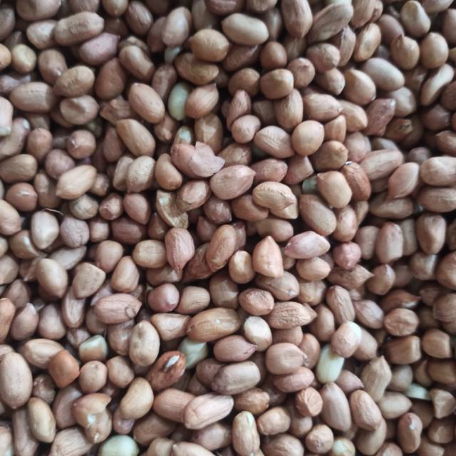 Kacang Tanah 1 Kg