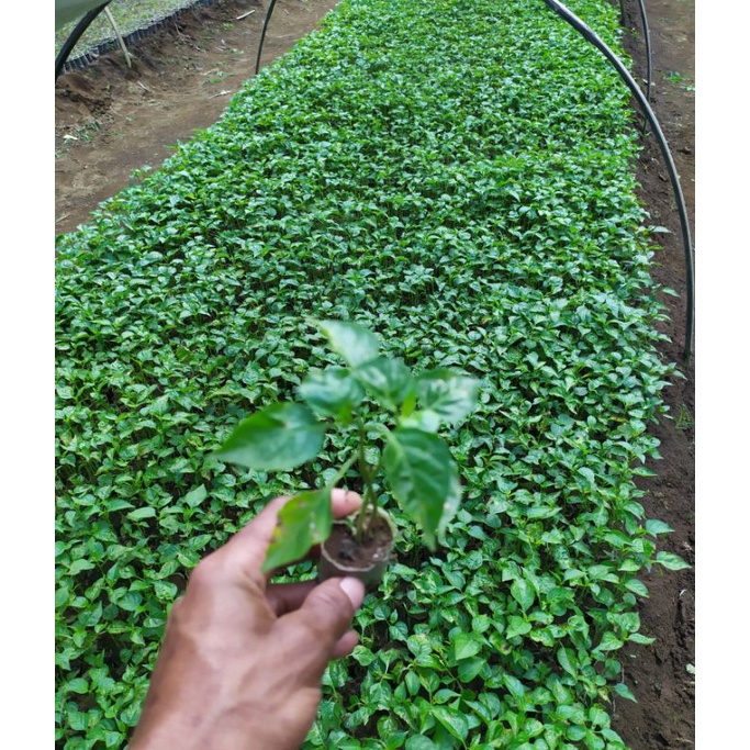 bibit lombok rawit/minimal pengambilan 10 batang