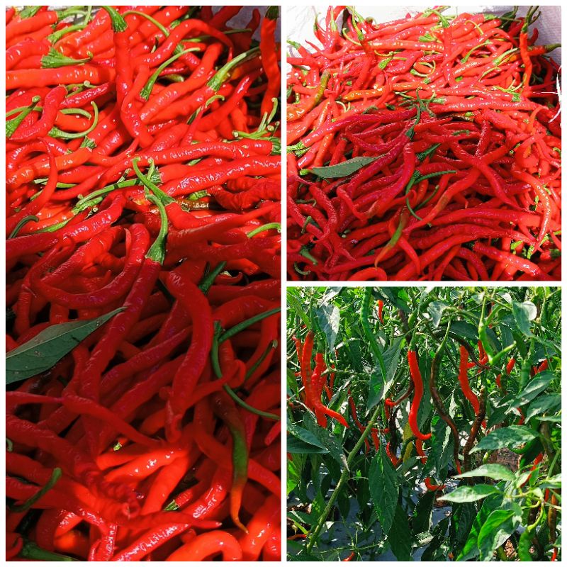 

Cabe Keriting Merah 250 gram | Promo