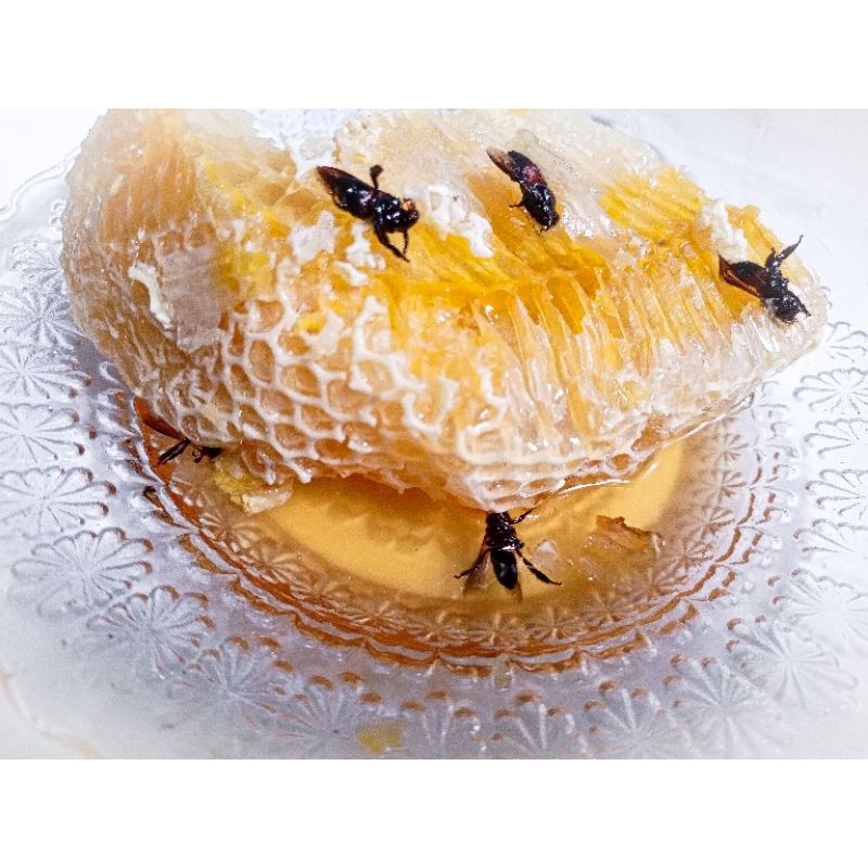 

Madu hutan sialang | Madu hutan murni | Madu mentah raw honey| 100% original