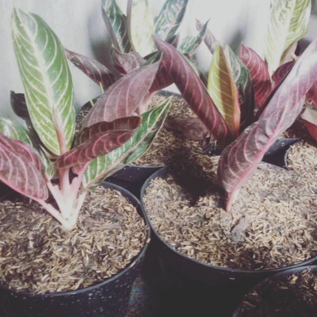 aglaonema red sumatera - tanaman aglaonema red sumatera