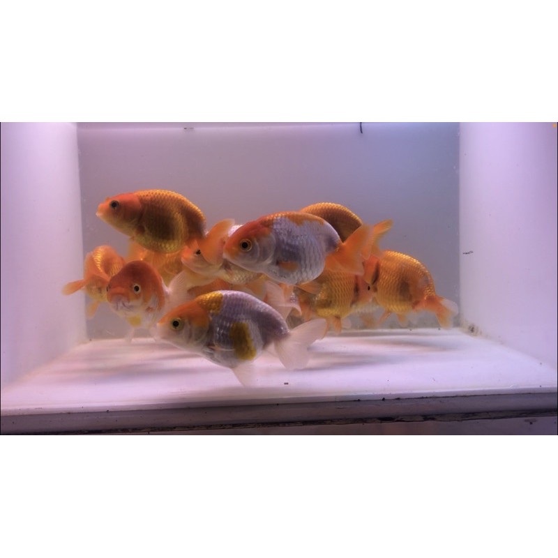 Ikan Mas Koki Ranchu Hybrid