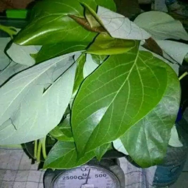 Daun alpukat segar 100 lembar