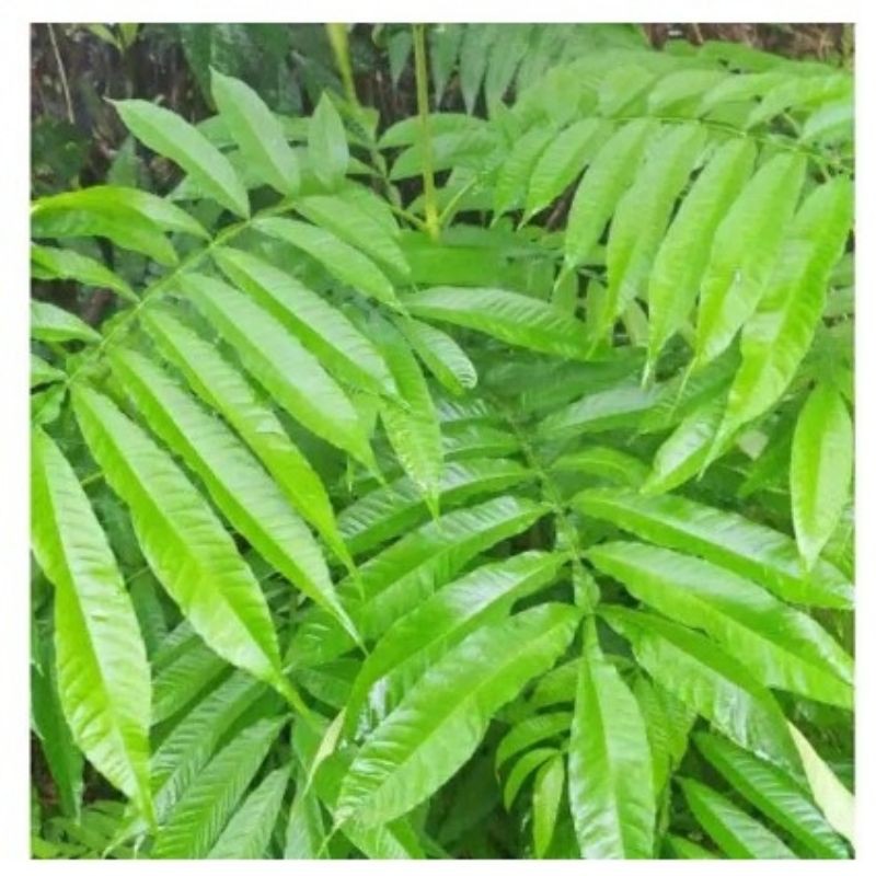 

Daun Sungkai segar kwalitas premium