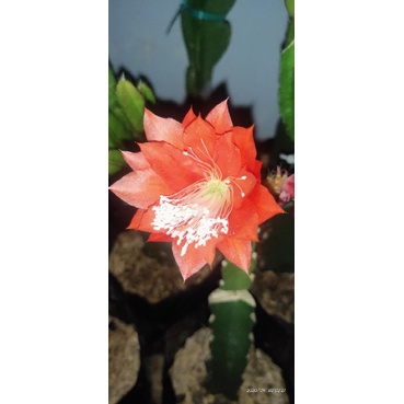 Wijaya Kusuma Merah Ackermannii Grafting