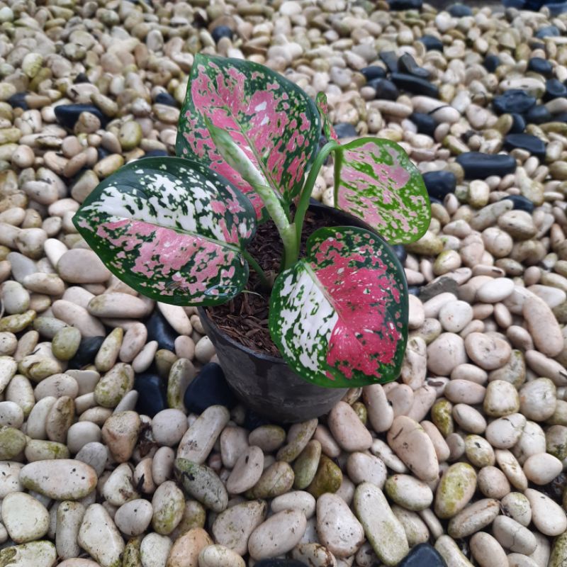 Tanaman Hias Bunga Aglaonema Murah Aglonema Dud Tri Colour