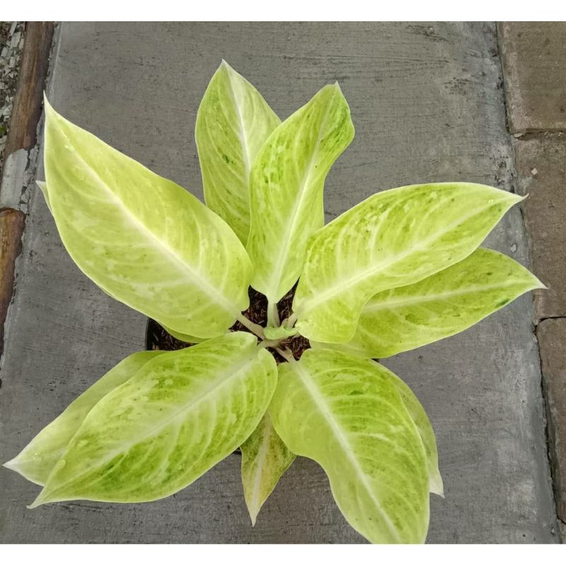 Tanaman Hias Aglonema Sundroff / Tanaman Hias Aglonema Murah / Bunga Hias Hidup / Bunga Murah Import