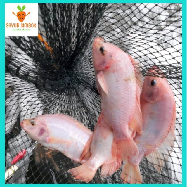 

Ikan nila segar 1kg