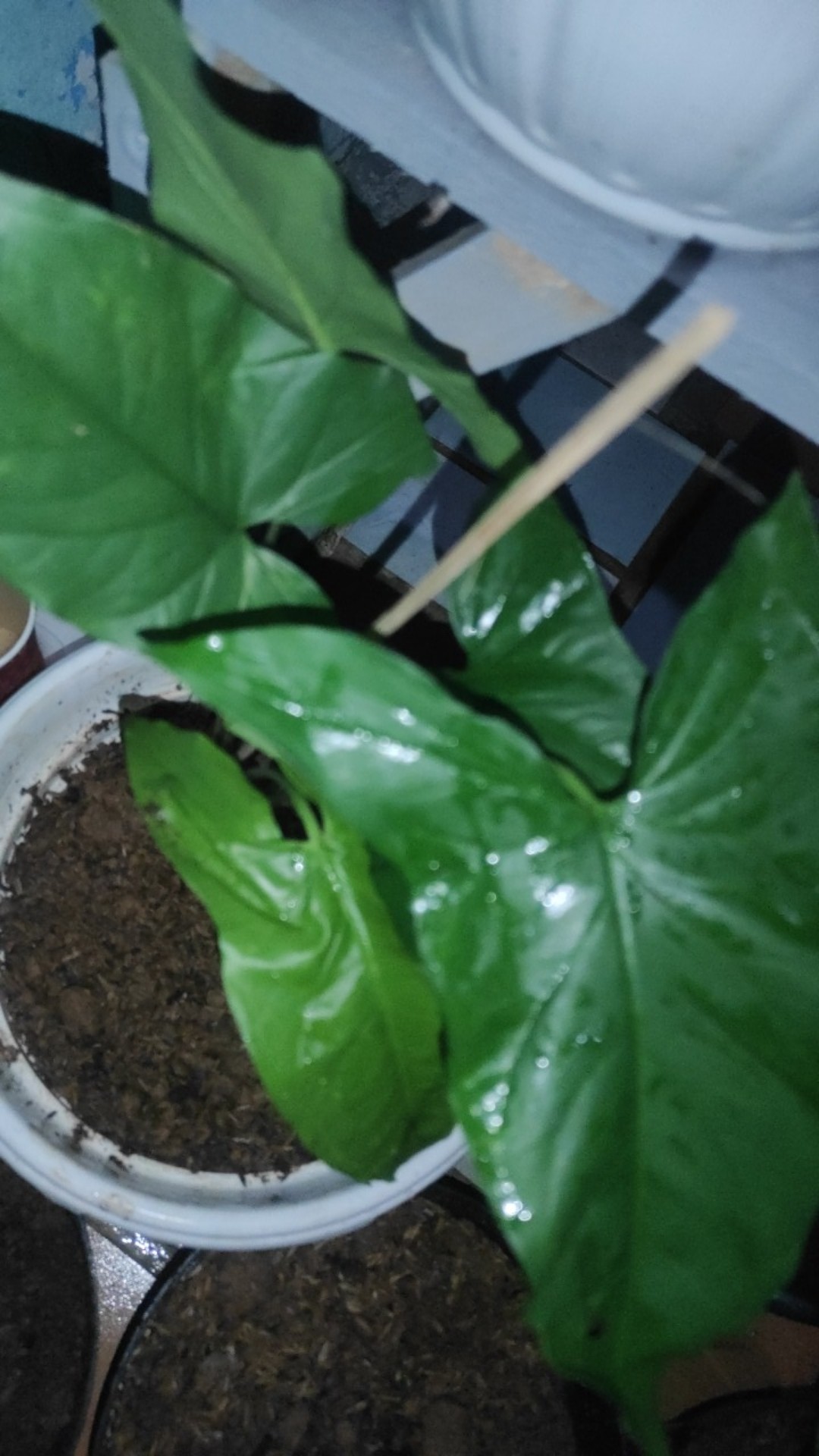 Tanaman Hias Syngonium Phondopyllum