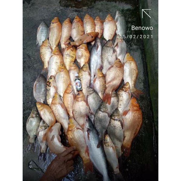 ESSEN SPECIAL IJO BONEK ANTI BONCOS