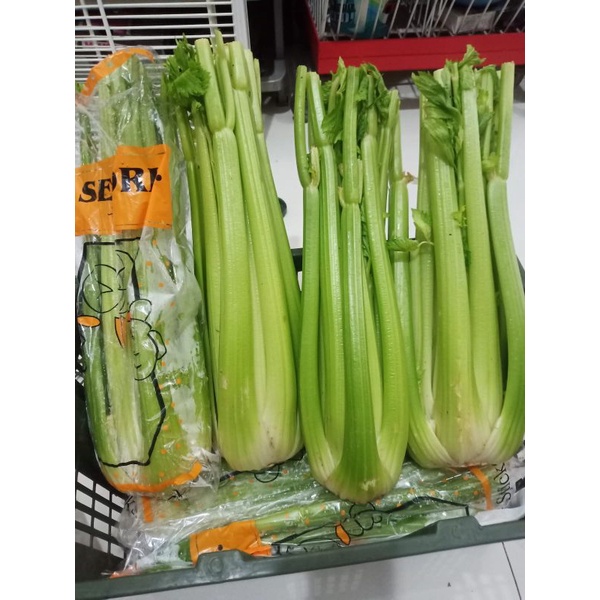

Fresh Celery impor china surabaya seledri batang celery stick